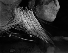 BENT REEDS, ZION 2009