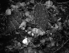 PRICKLY PEAR, ZION NP 2010