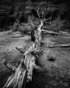 TREE, ZION 2010