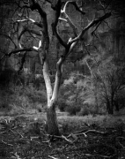 TREE 2008, ZION