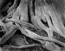 ROOTS, YOSEMITE NP