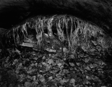 BEARDED LOG, ZION 2011