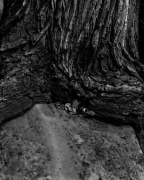 TREE OVER ROCK, ZION 2011