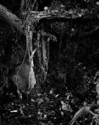 FROZEN WEEDS, ZION 2011