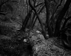 WOODED STREAM, ZION 2011