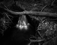 CASCADE & LOG, ZION 2011