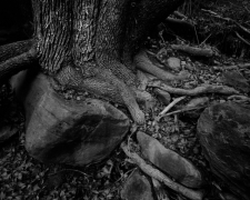 ROOTS & ROCKS, ZION 2011