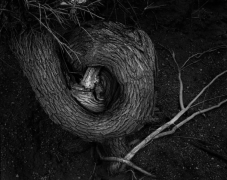 CURLED TREE, ARCHES N.P.