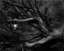 TREE ROOTS, ARCHES 2012