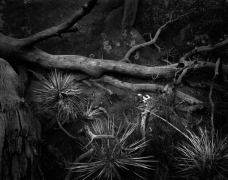 PRICKLY VEGETATION, ARCHES N.P.
