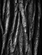 COTTONWOOD BARK