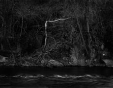 BENT TREE, ZION 2011