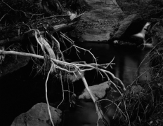 GLOWING ROOTS, ZION 2011