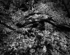 FALLEN LEAVES, ZION 2010